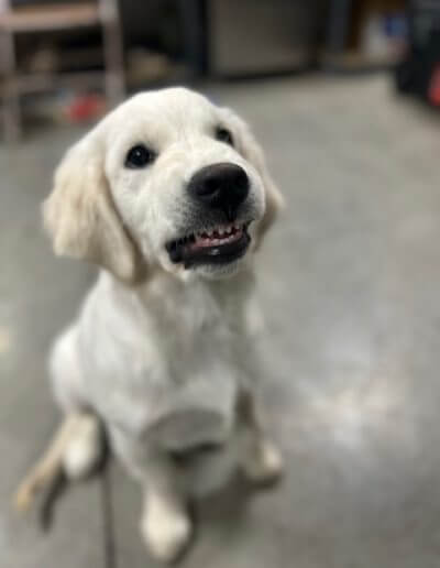 Puppy smiling for camera