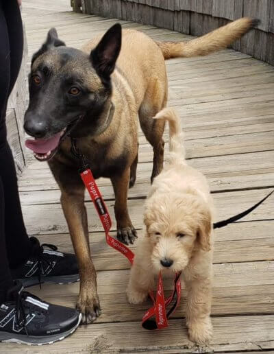 two dogs walking side by side