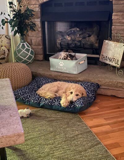 dog laying in dog bed