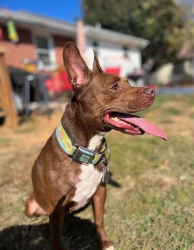 dog looking to side with tongue out