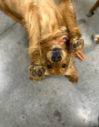 dog laying upside down smiling